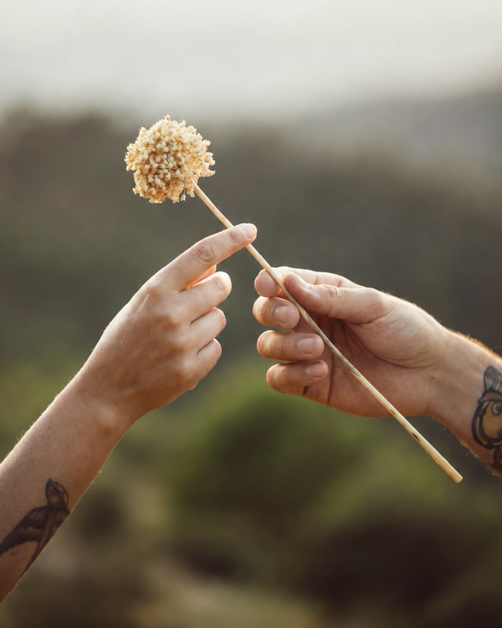 Love gesture dandelion