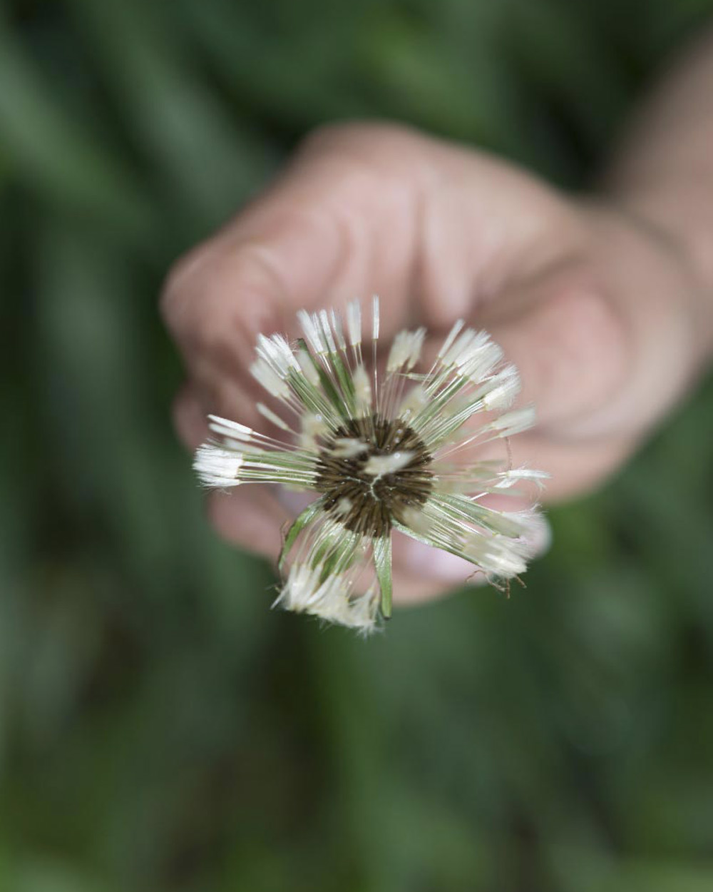 Hand holding dandelion