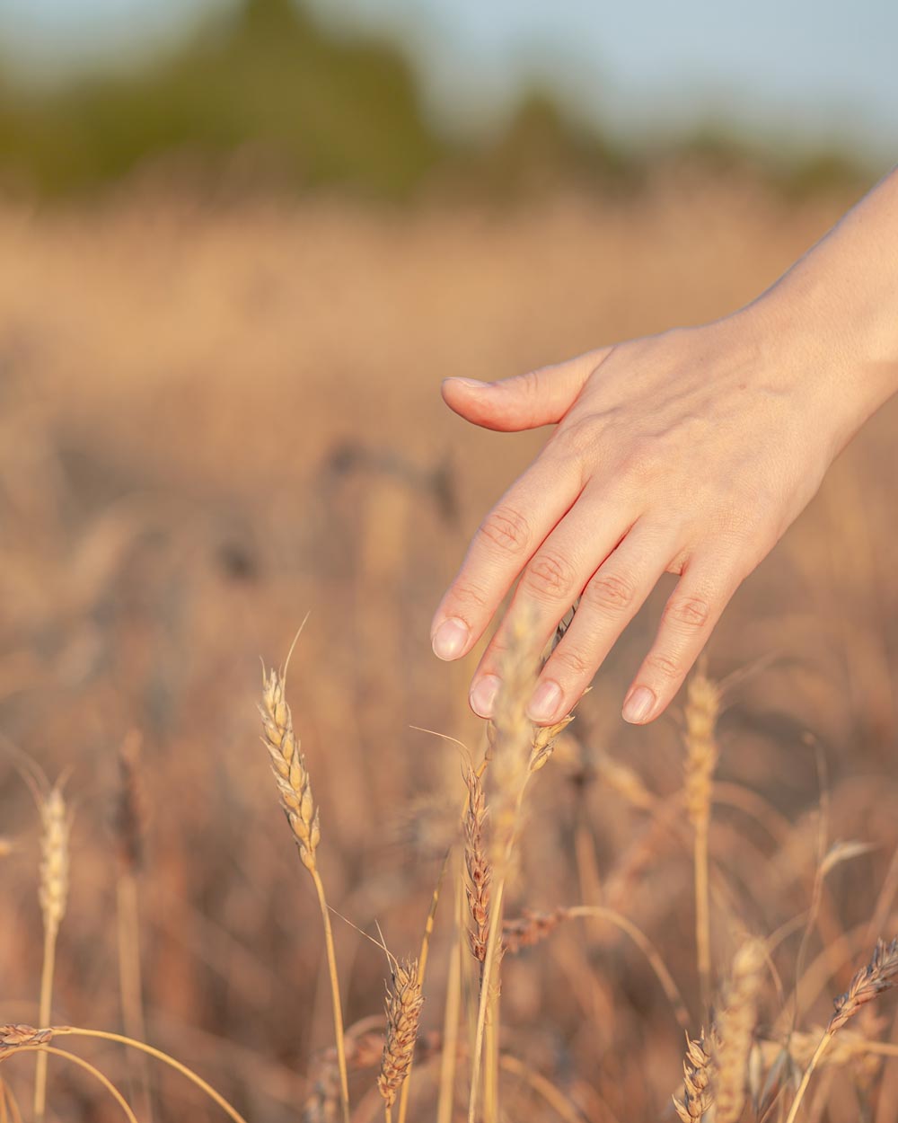 Hand touching wheat